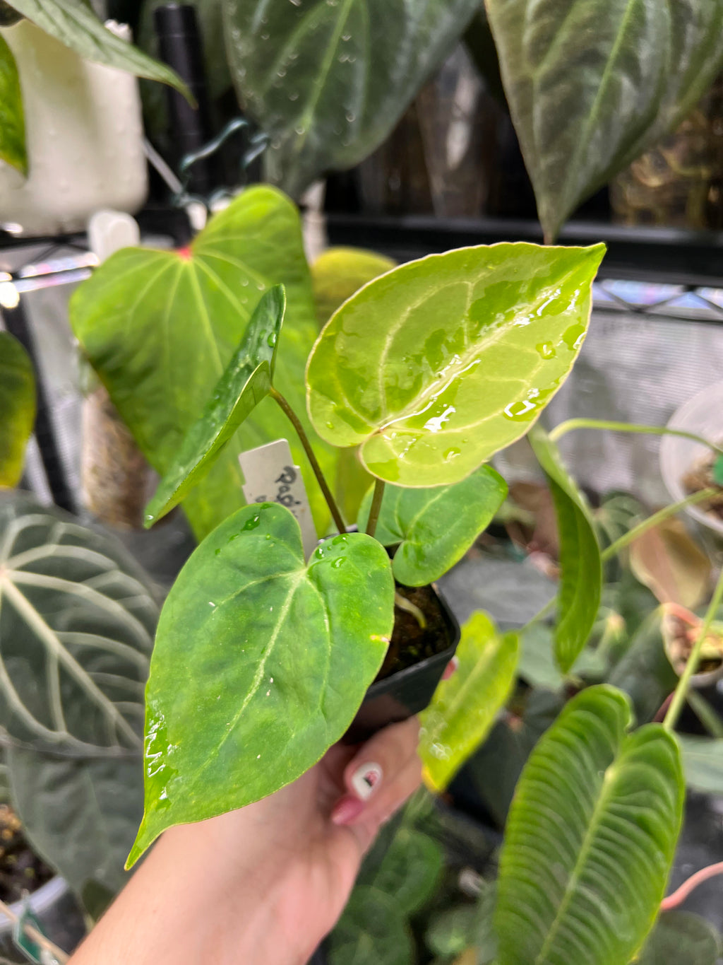 Anthurium papillilaminum x unknown