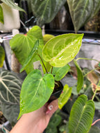 Anthurium papillilaminum x unknown
