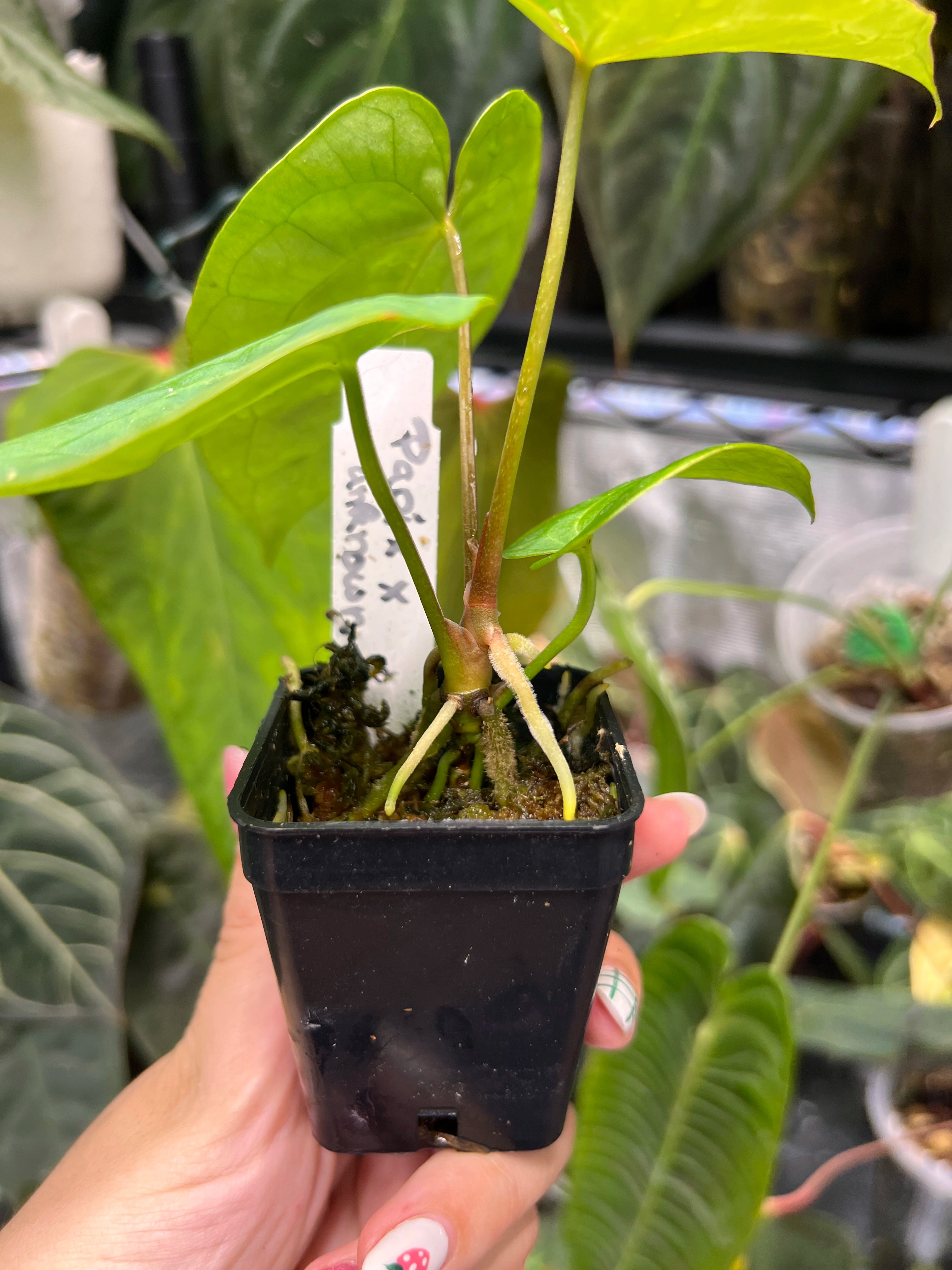 Anthurium papillilaminum x unknown