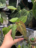 Anthurium (crystallinum x AoS df) x (AoS df x papillilaminum IL)