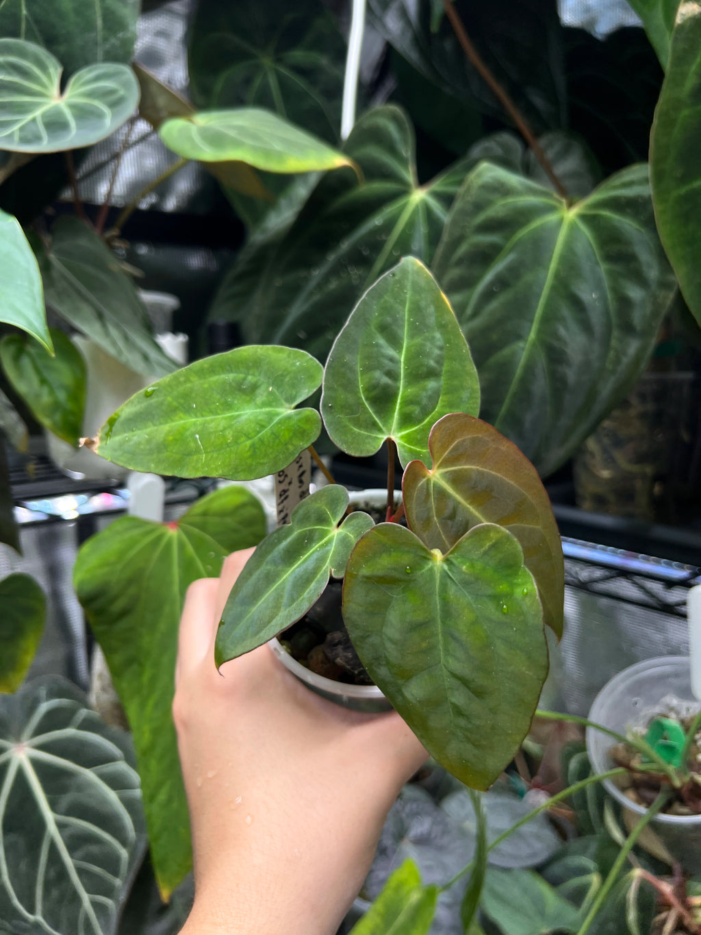 Anthurium (crystallinum x AoS df) x (AoS df x papillilaminum IL)