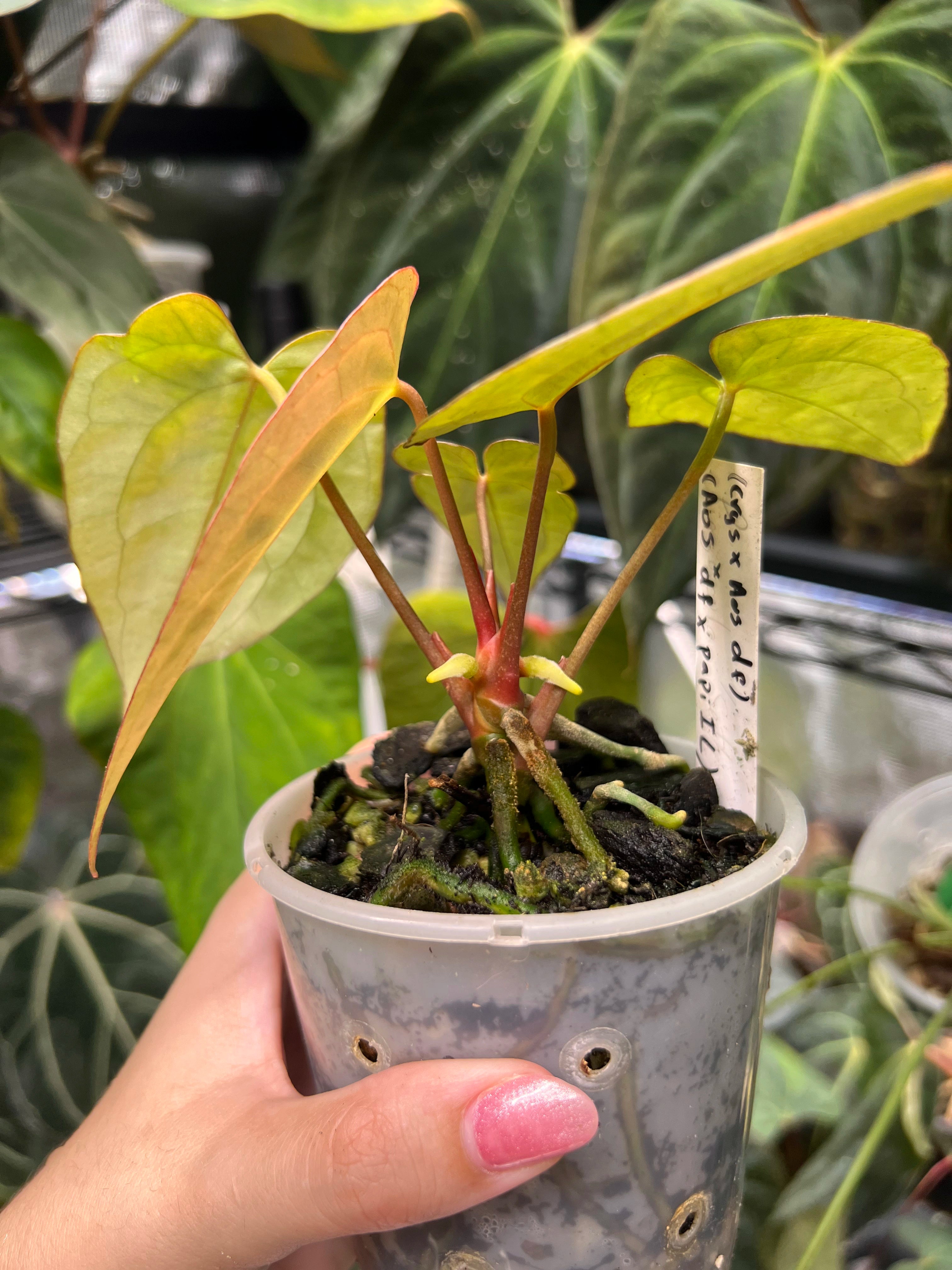 Anthurium (crystallinum x AoS df) x (AoS df x papillilaminum IL)