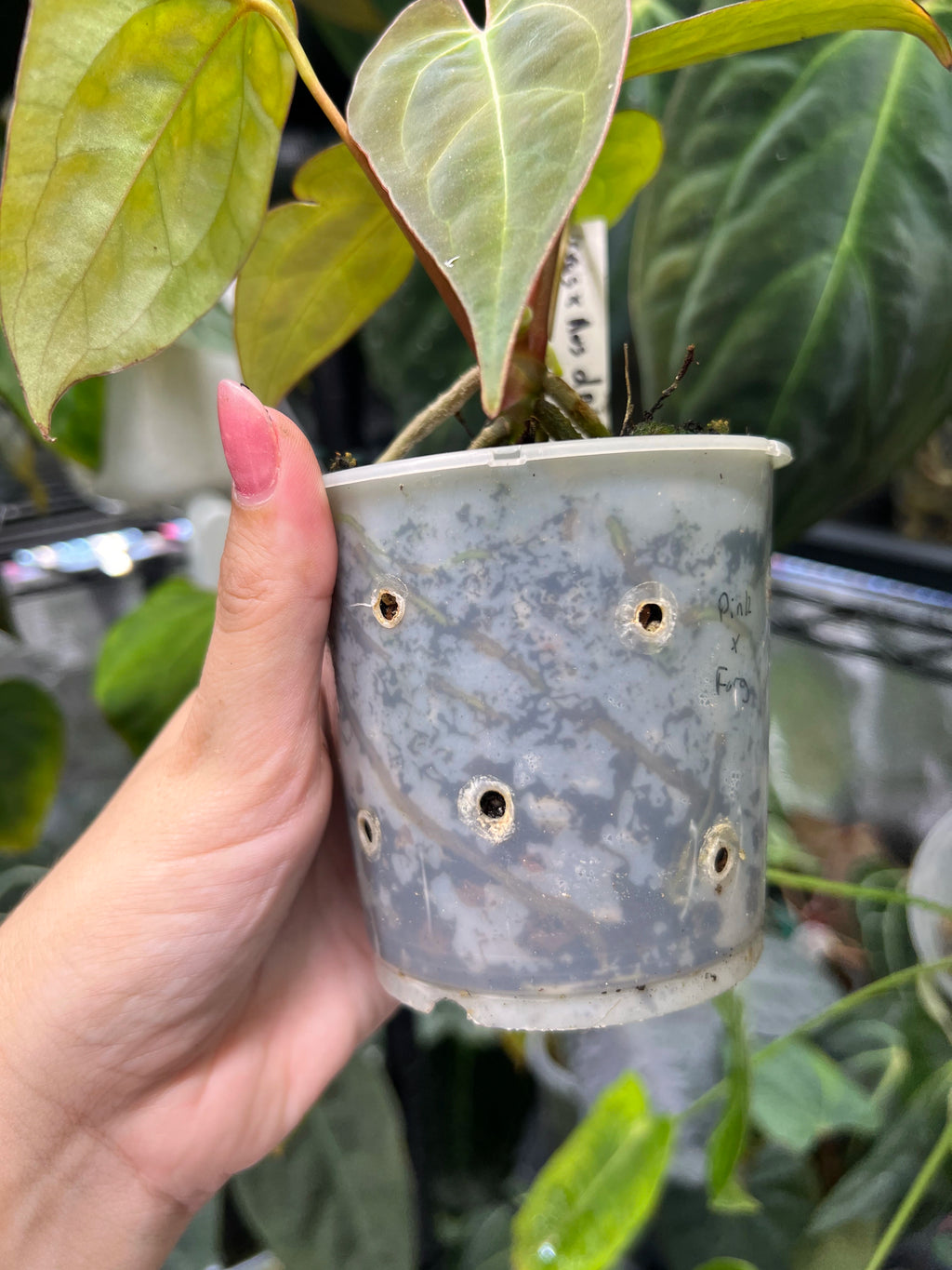 Anthurium (crystallinum x AoS df) x (AoS df x papillilaminum IL)