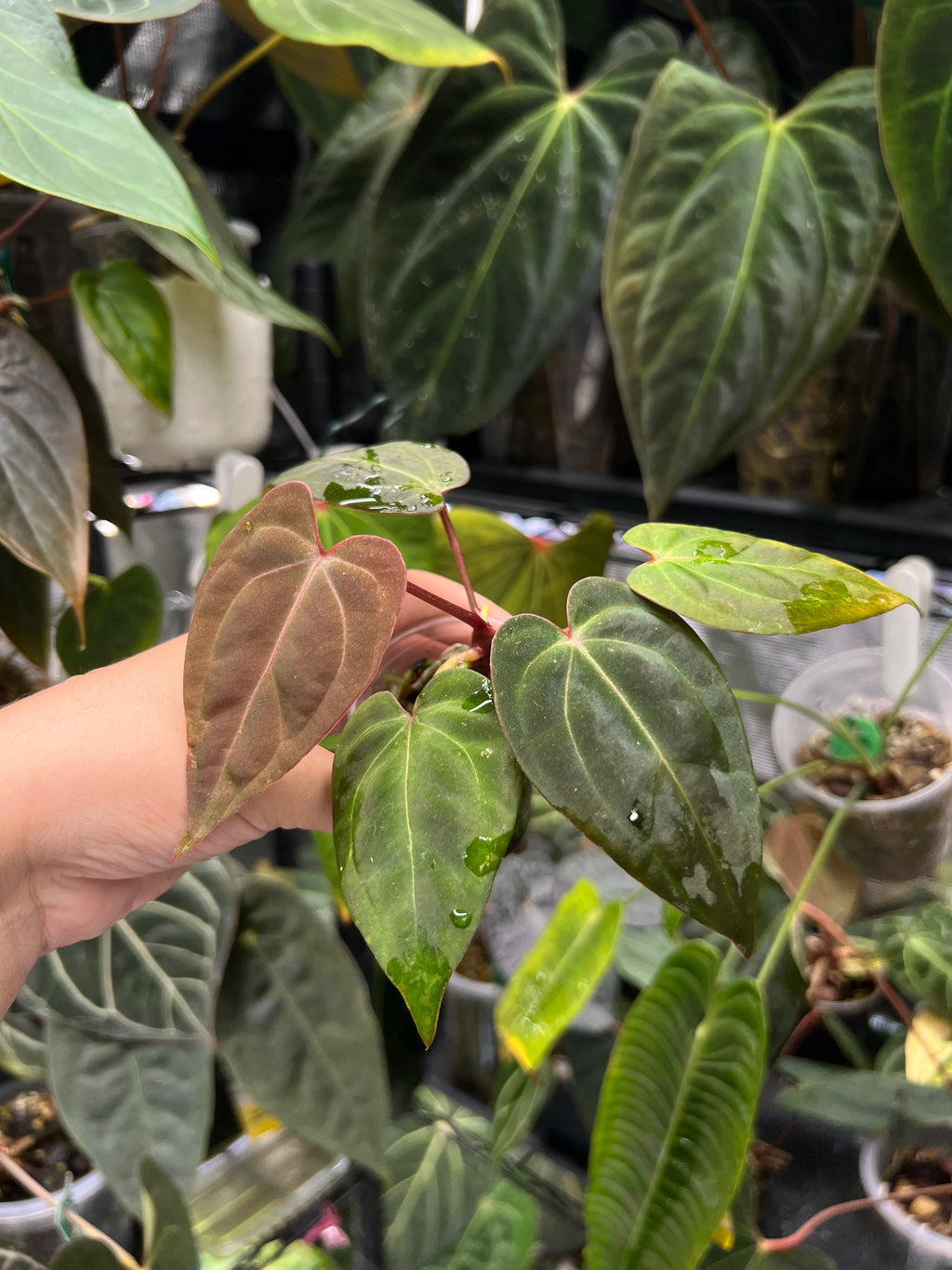 Anthurium Michelle x (papillilaminum daniel x besseae aff)