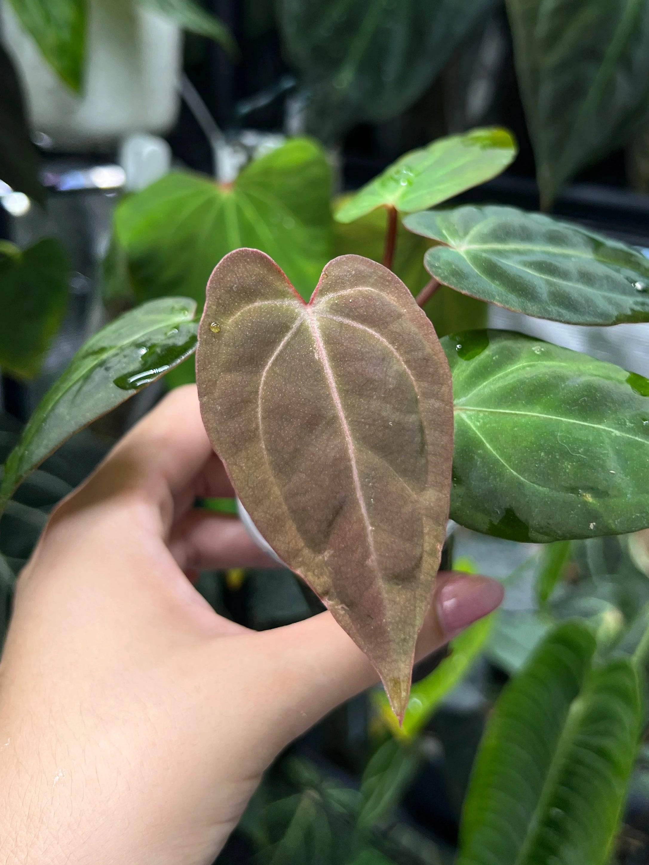 Anthurium Michelle x (papillilaminum daniel x besseae aff)