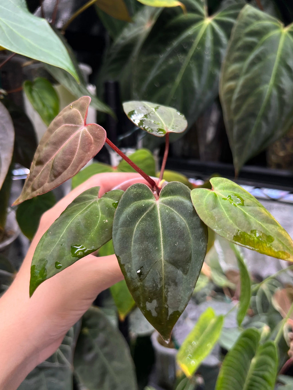 Anthurium Michelle x (papillilaminum daniel x besseae aff)