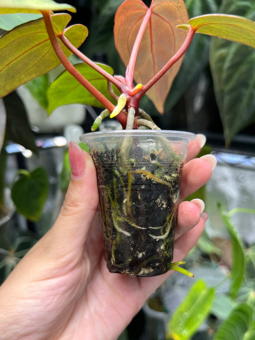 Anthurium Michelle x (papillilaminum daniel x besseae aff)