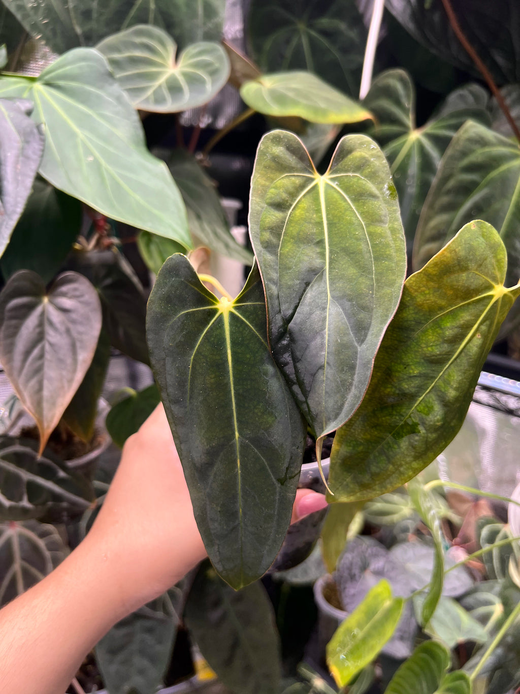 Anthurium RLFS x (carlablackiae x papillilaminum)