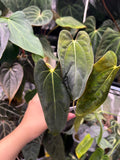 Anthurium RLFS x (carlablackiae x papillilaminum)