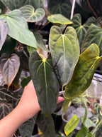 Anthurium RLFS x (carlablackiae x papillilaminum)