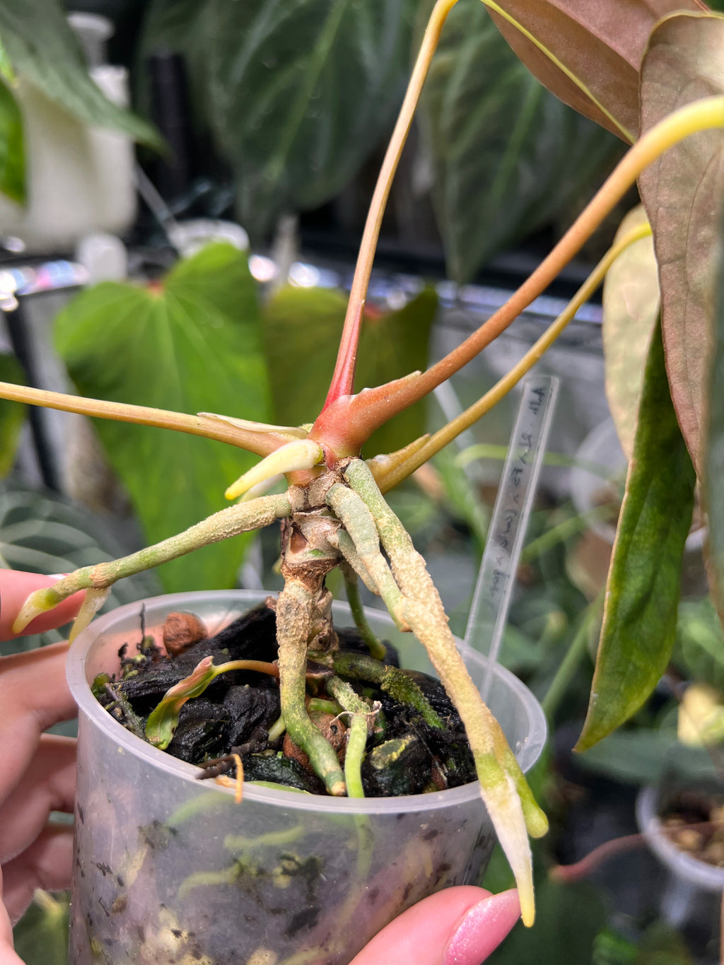 Anthurium RLFS x (carlablackiae x papillilaminum)