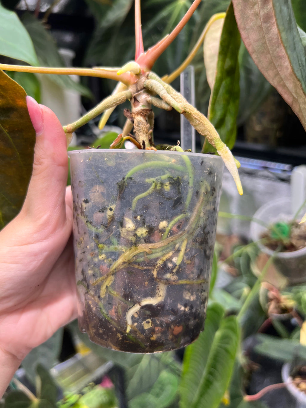 Anthurium RLFS x (carlablackiae x papillilaminum)