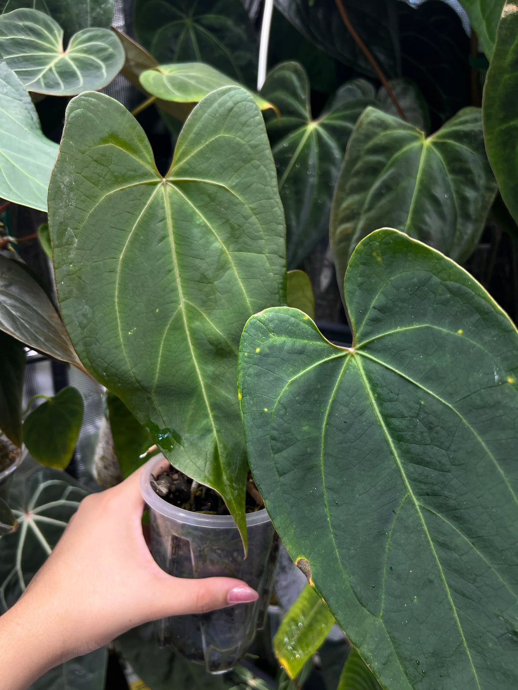 Anthurium KOS x portillae