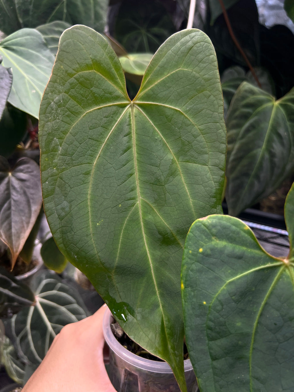 Anthurium KOS x portillae