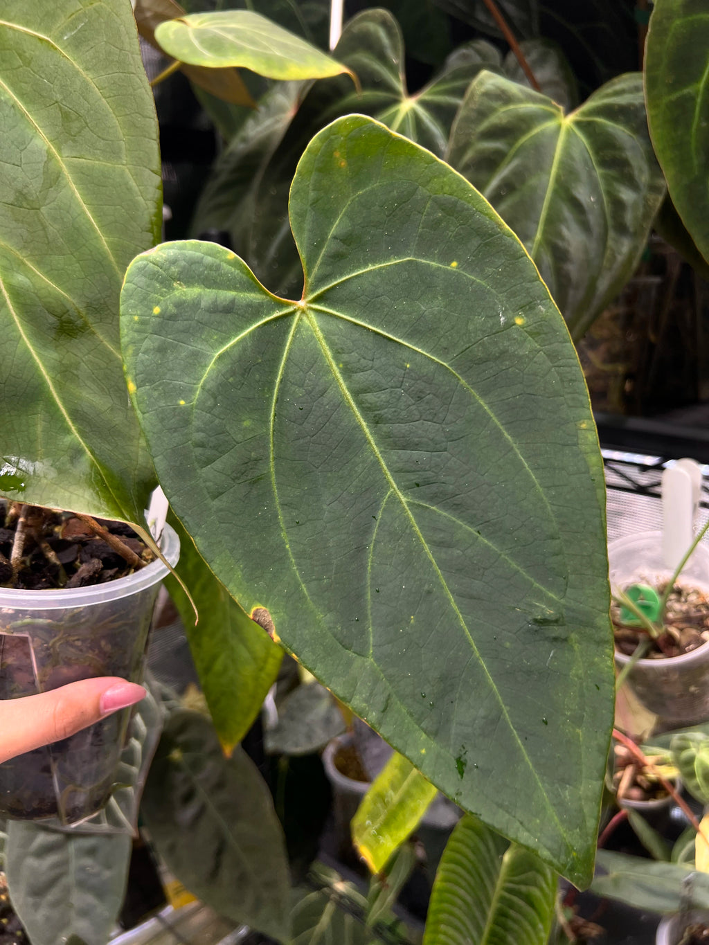 Anthurium KOS x portillae