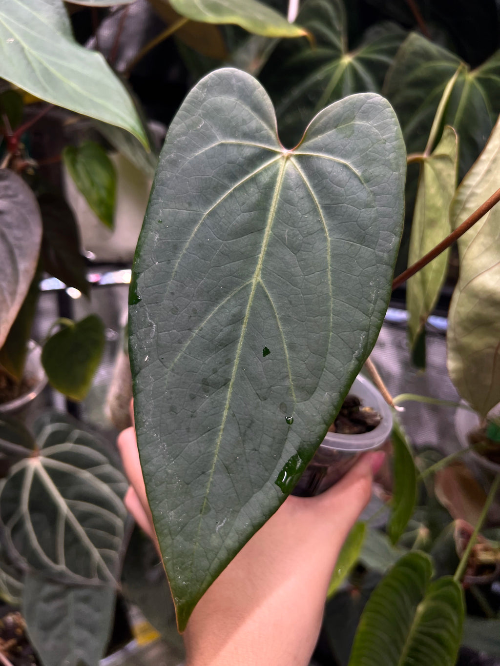 Anthurium KOS x portillae