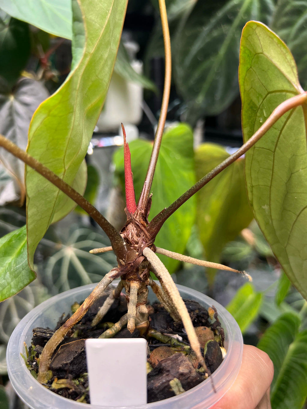 Anthurium KOS x portillae