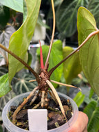 Anthurium KOS x portillae