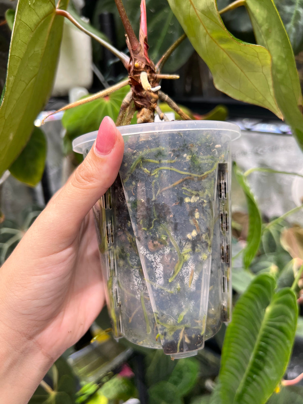 Anthurium KOS x portillae