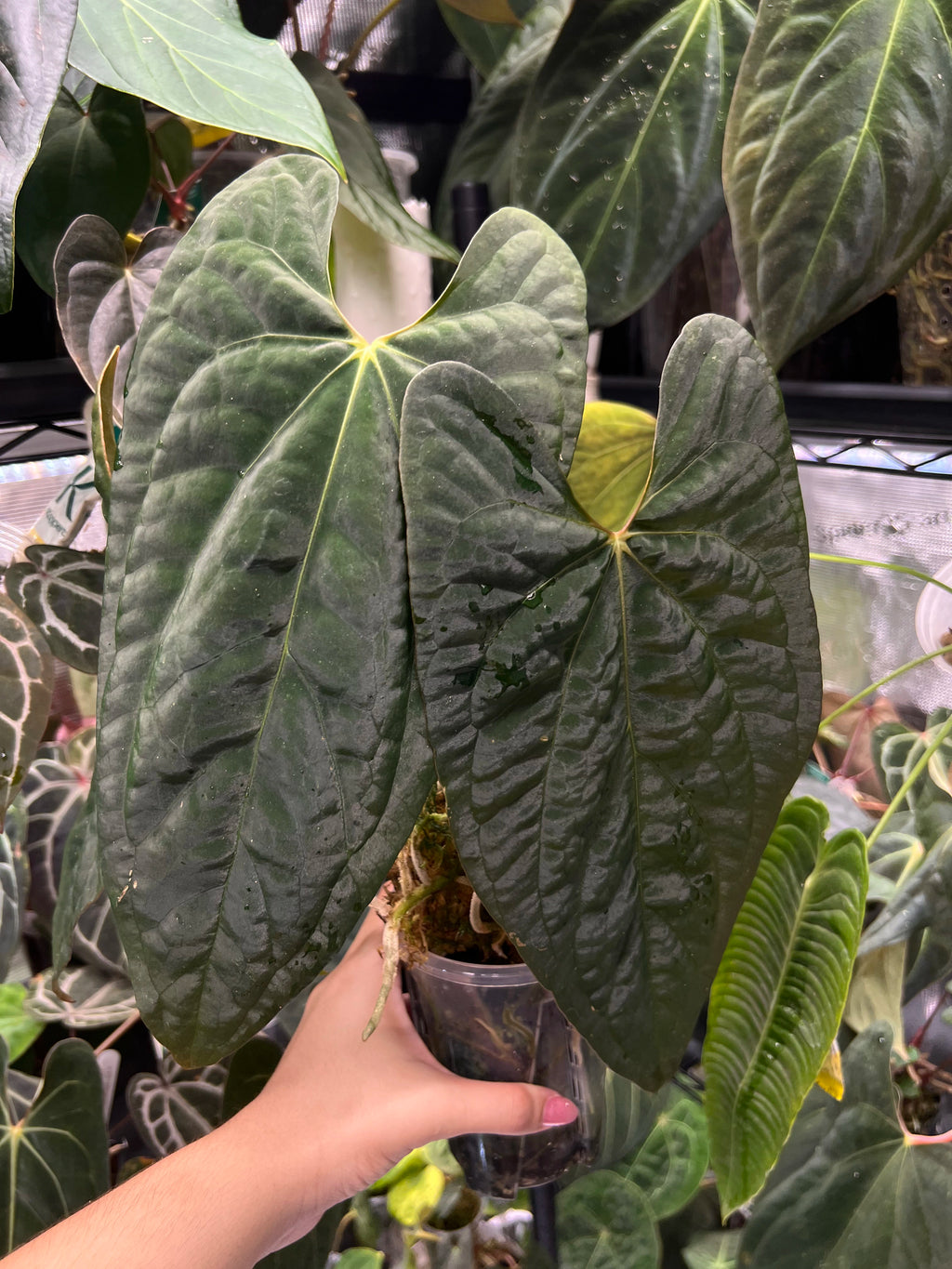 Anthurium papillilaminumx (red sinus/veins) x papillilaminum Daniel