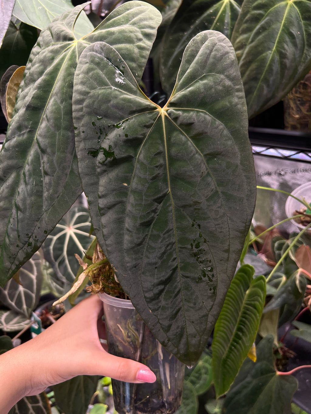 Anthurium papillilaminumx (red sinus/veins) x papillilaminum Daniel