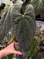 Anthurium papillilaminumx (red sinus/veins) x papillilaminum Daniel
