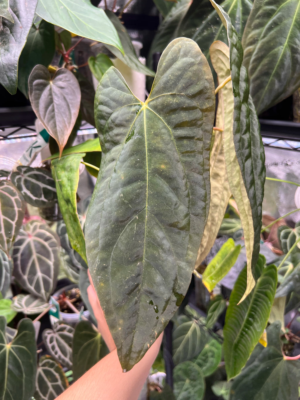 Anthurium papillilaminumx (red sinus/veins) x papillilaminum Daniel