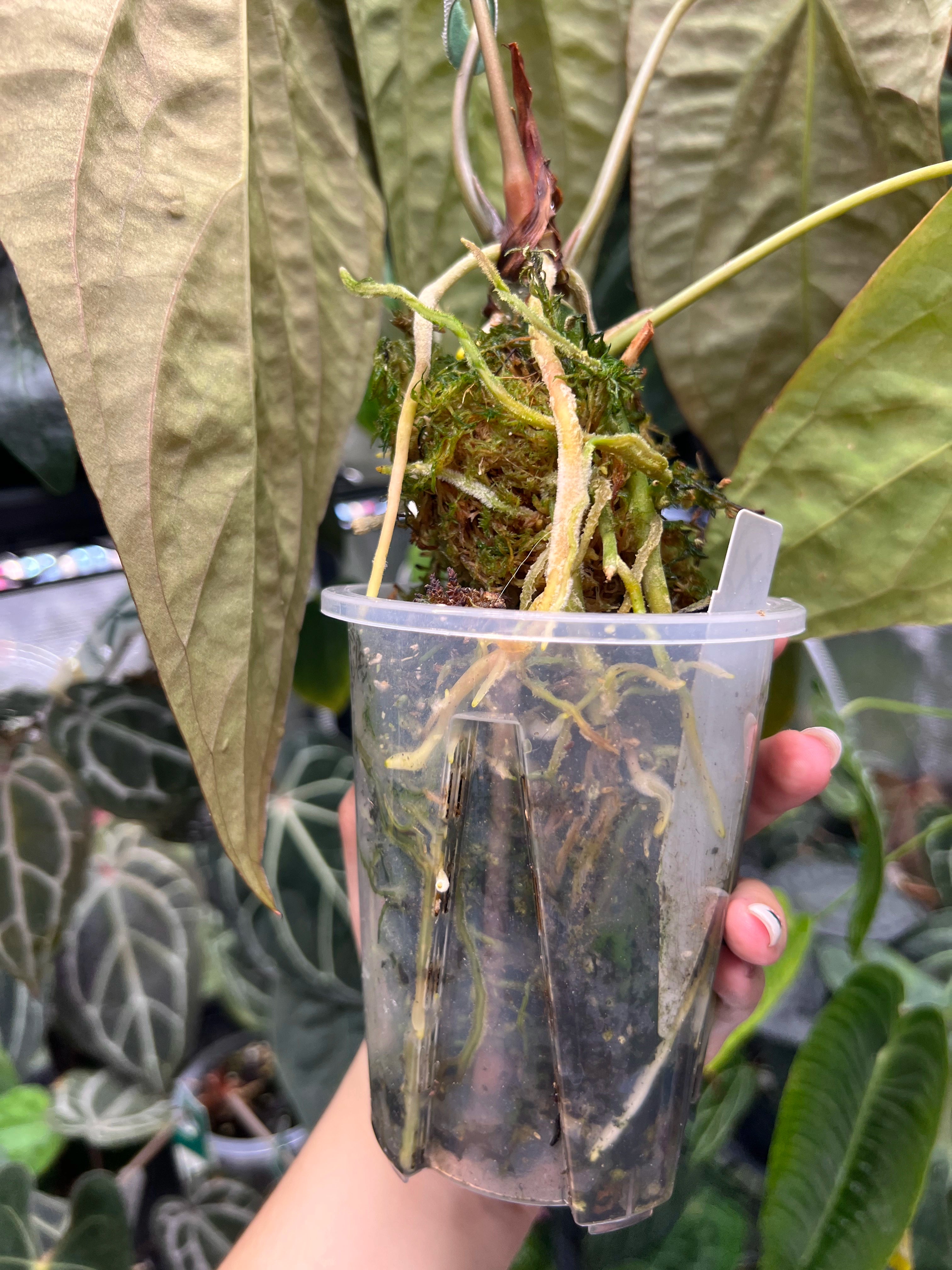 Anthurium papillilaminumx (red sinus/veins) x papillilaminum Daniel