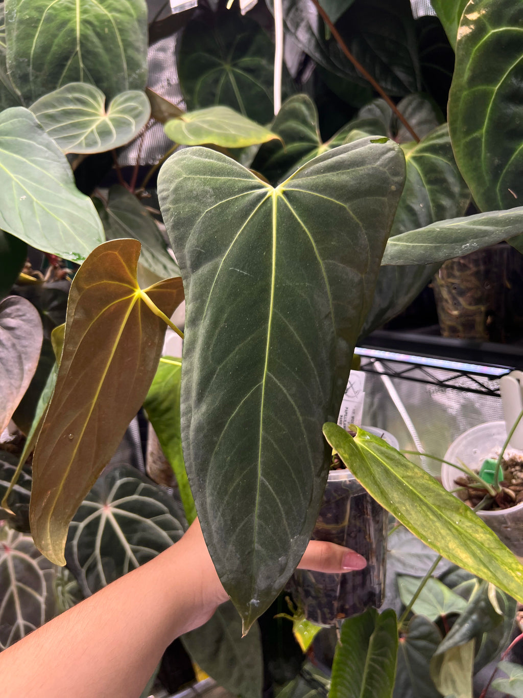 Anthurium Mr WW x papi Daniel