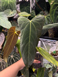 Anthurium Mr WW x papi Daniel