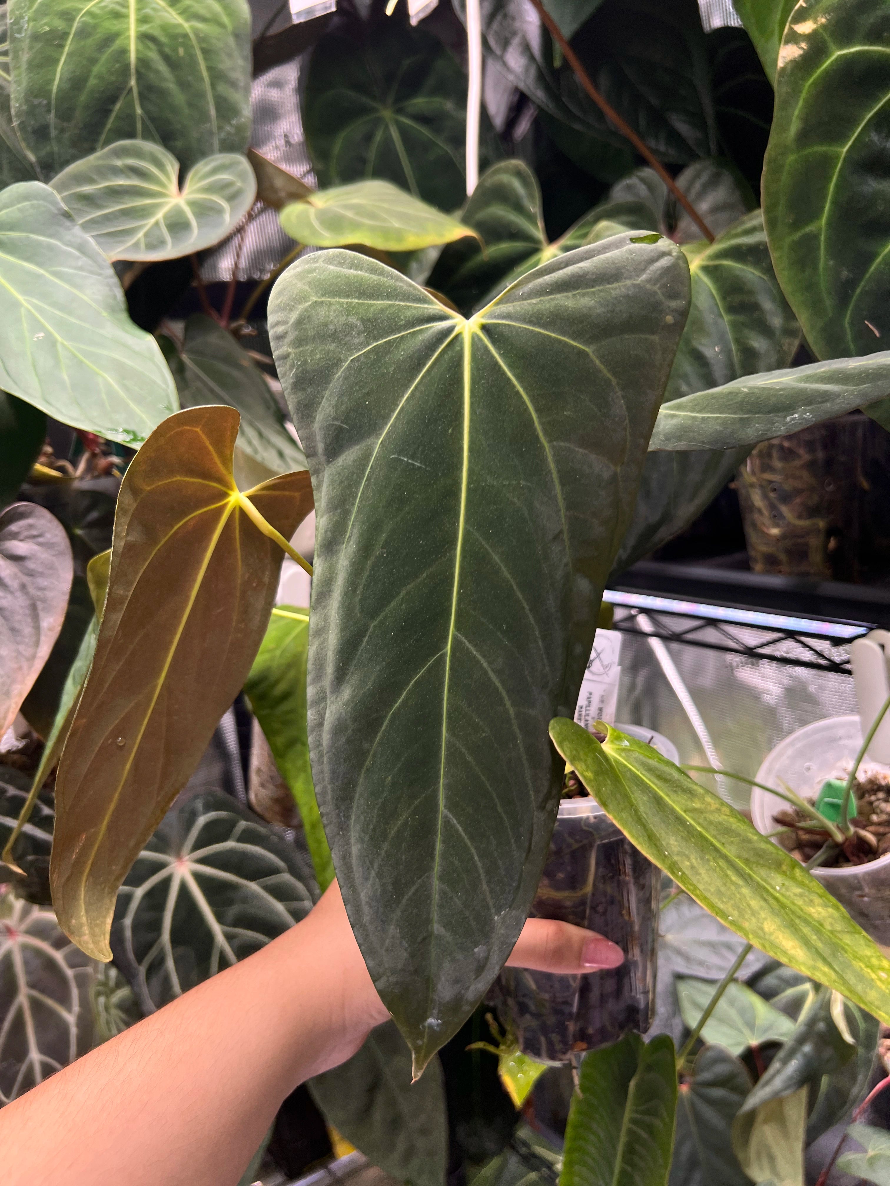 Anthurium Mr WW x papi Daniel