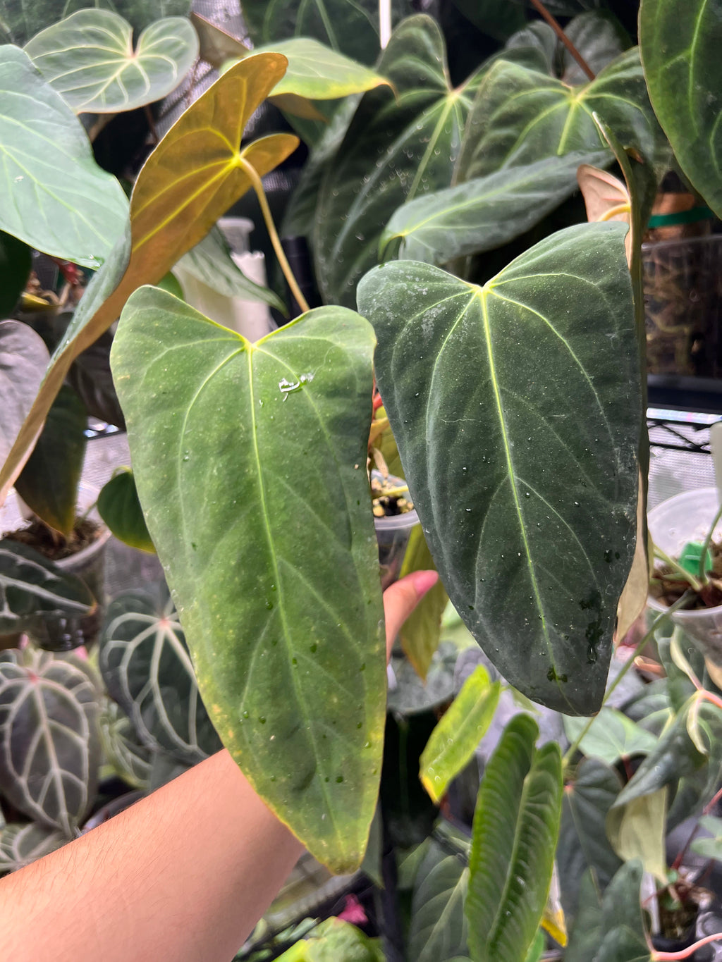 Anthurium Mr WW x papi Daniel