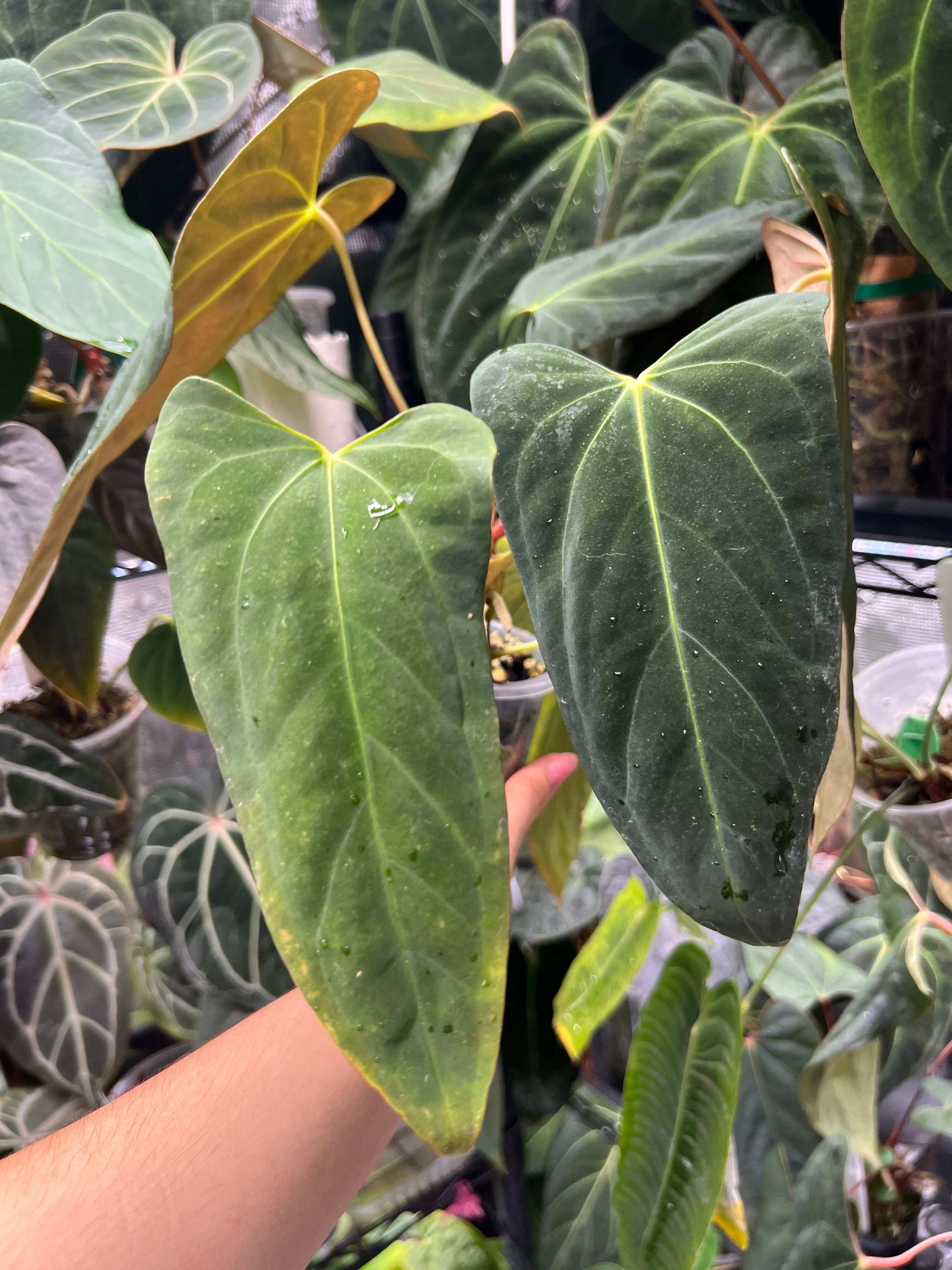 Anthurium Mr WW x papi Daniel
