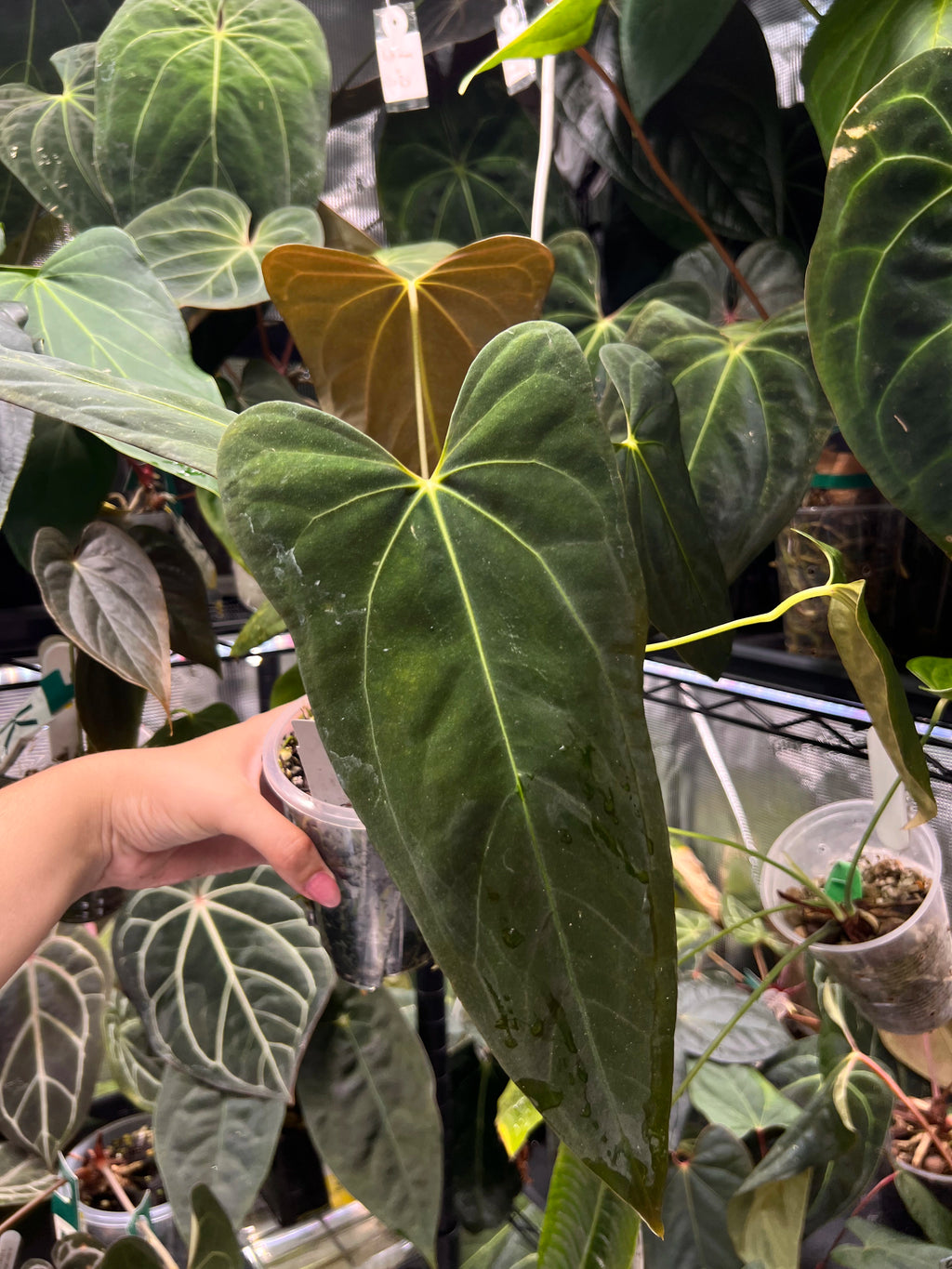 Anthurium Mr WW x papi Daniel
