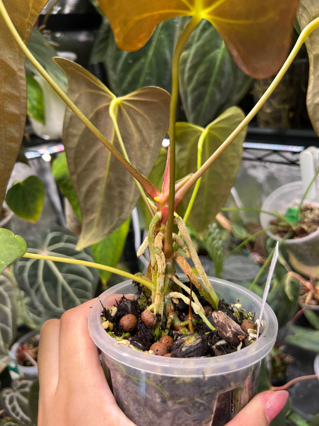 Anthurium Mr WW x papi Daniel