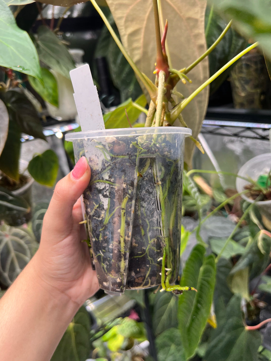 Anthurium Mr WW x papi Daniel