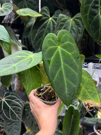 Anthurium papillilaminum x forgetii