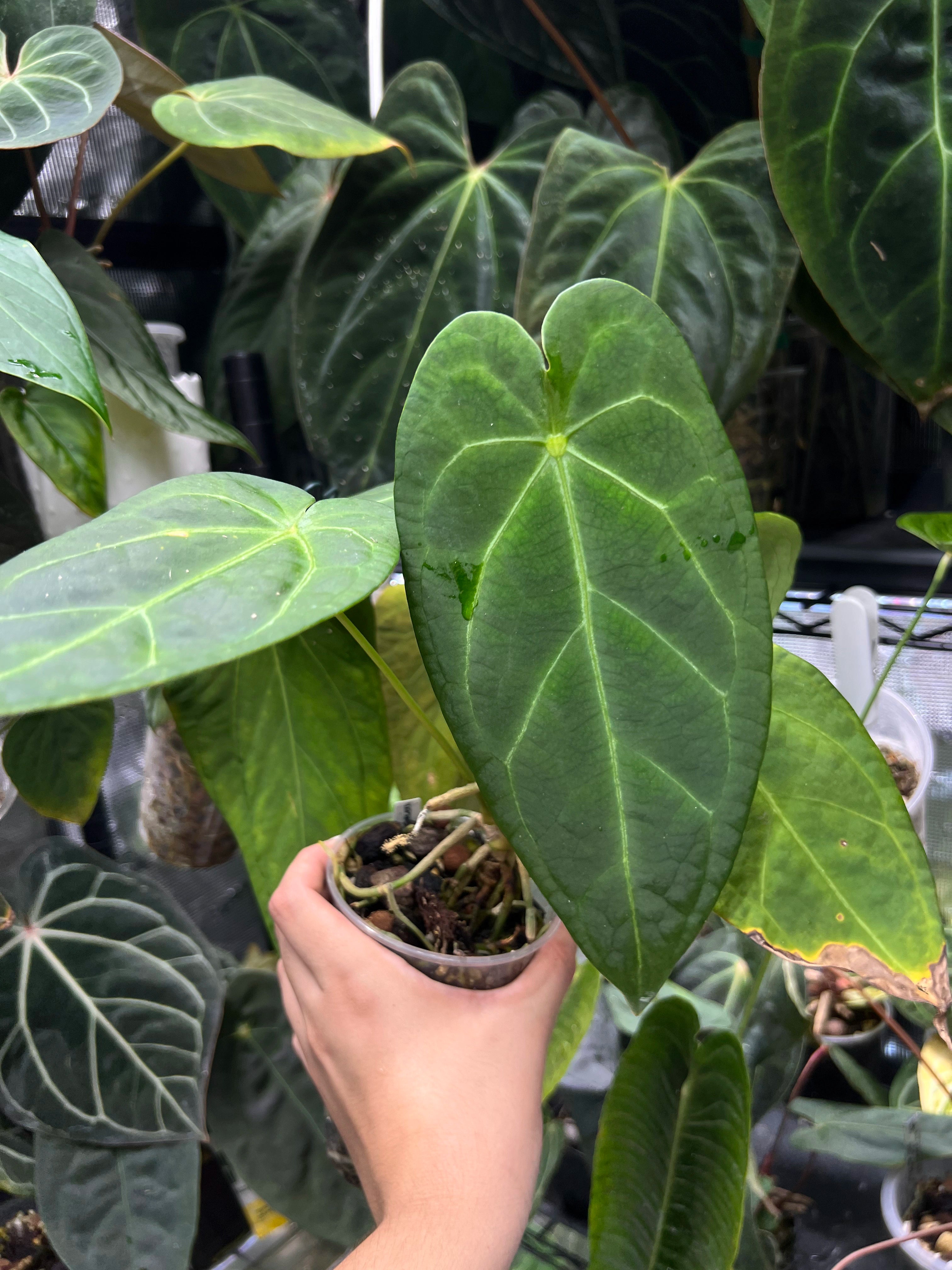 Anthurium papillilaminum x forgetii