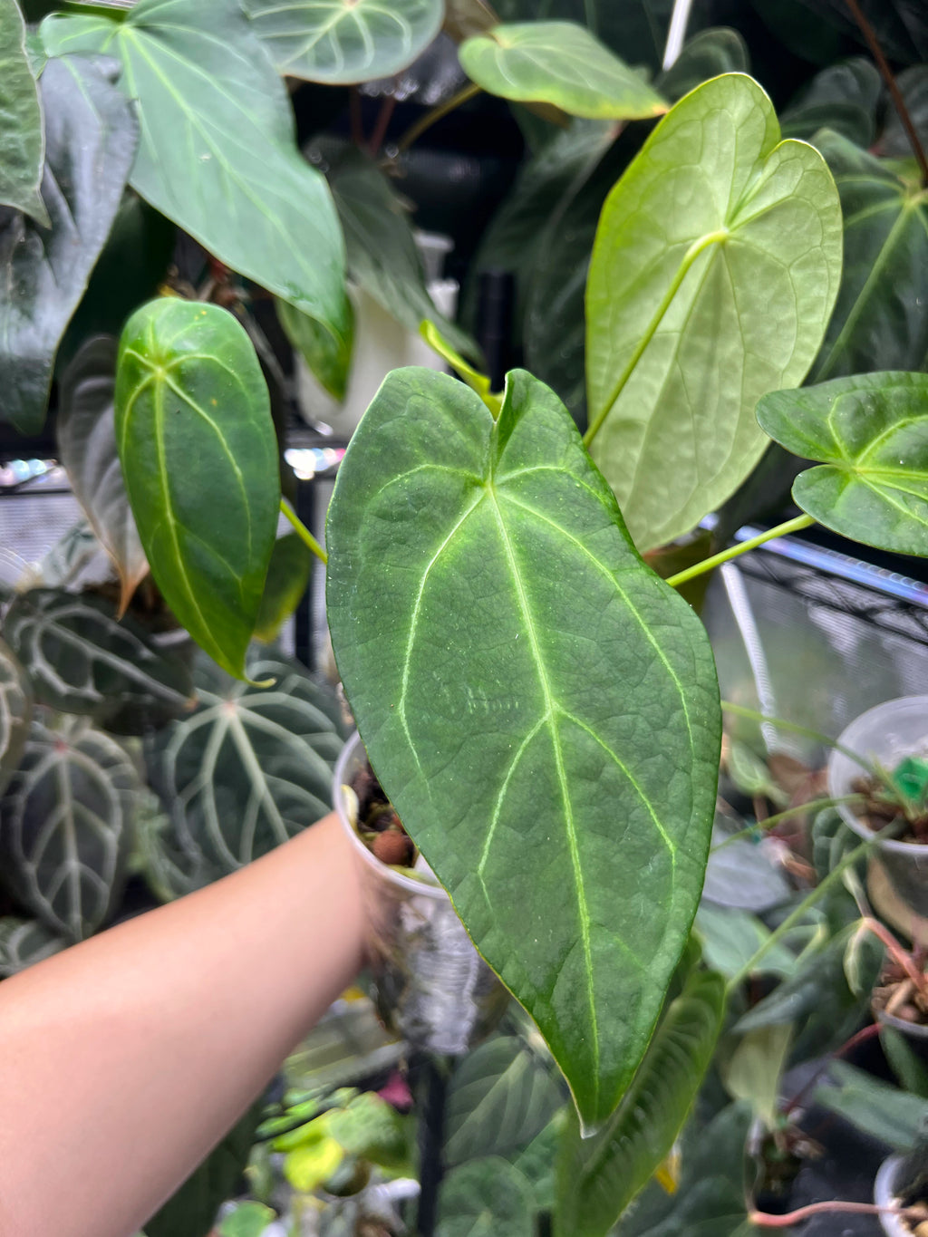 Anthurium papillilaminum x forgetii