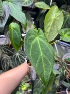 Anthurium papillilaminum x forgetii