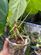 Anthurium papillilaminum x forgetii