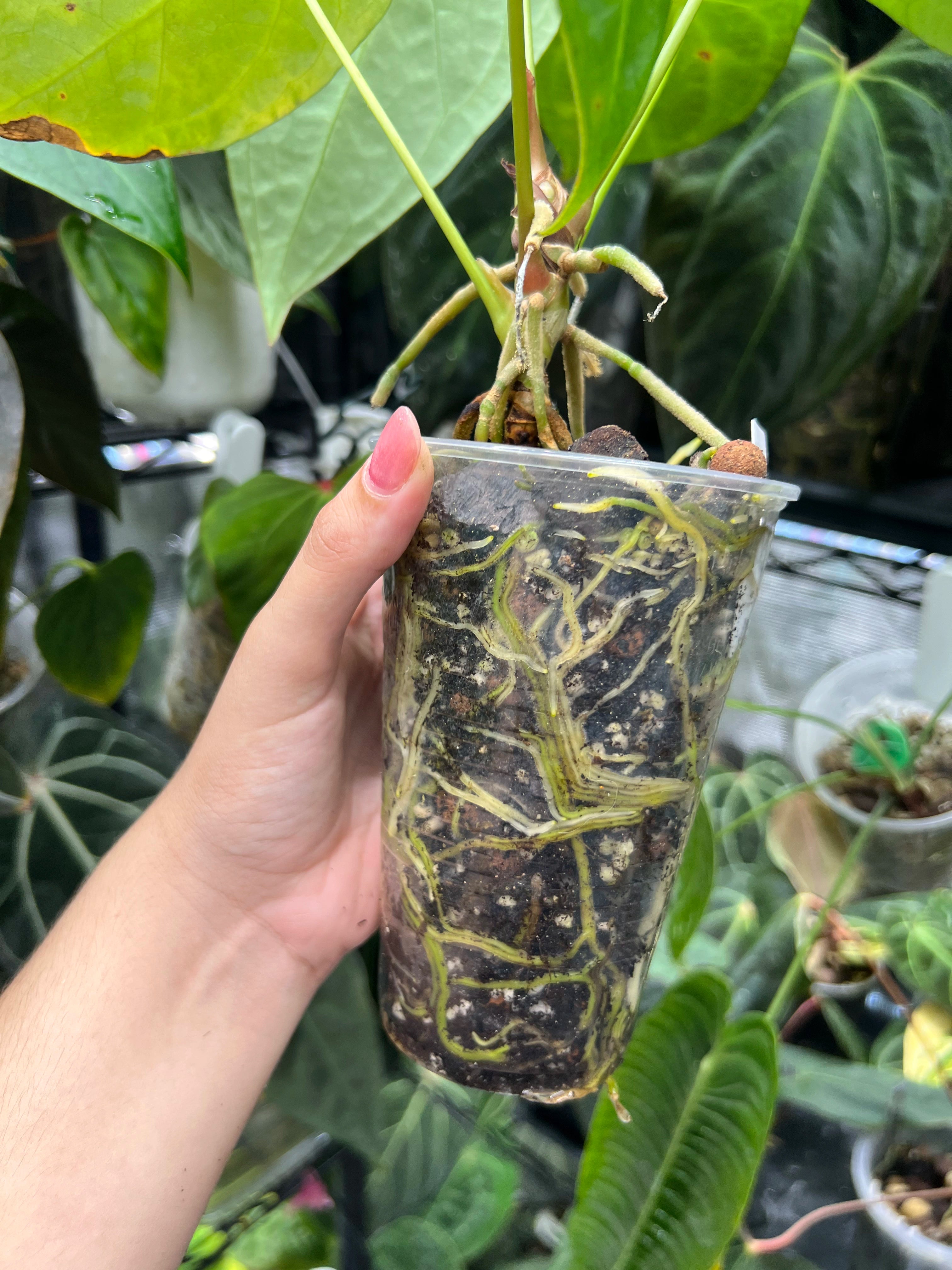 Anthurium papillilaminum x forgetii