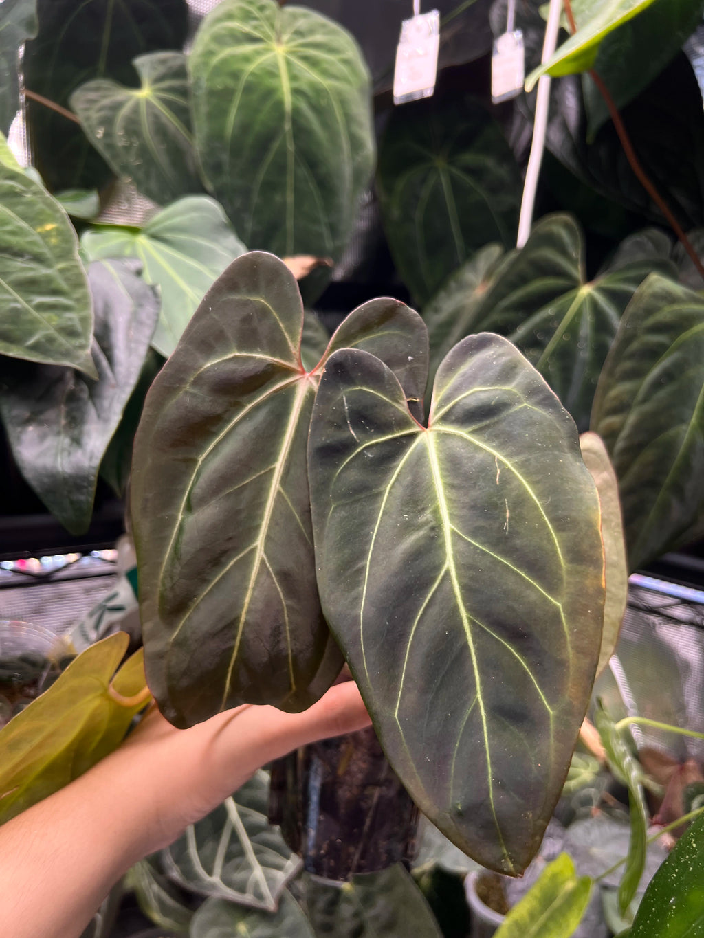 Anthurium besseae aff x orca