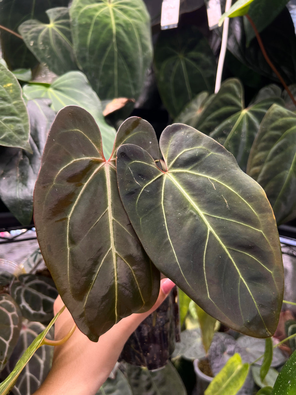 Anthurium besseae aff x orca