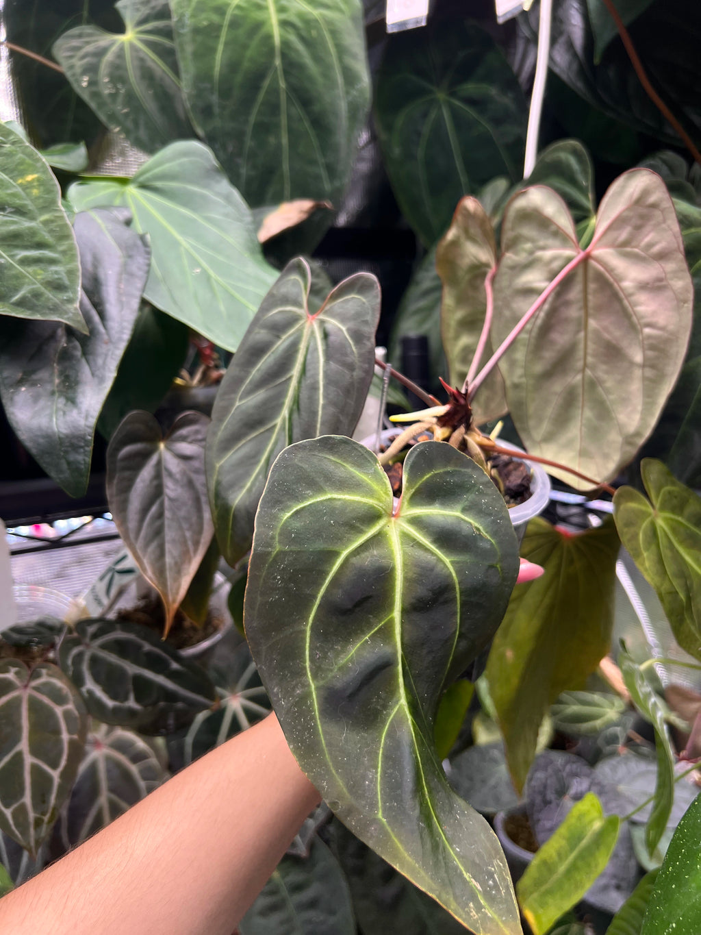 Anthurium besseae aff x orca