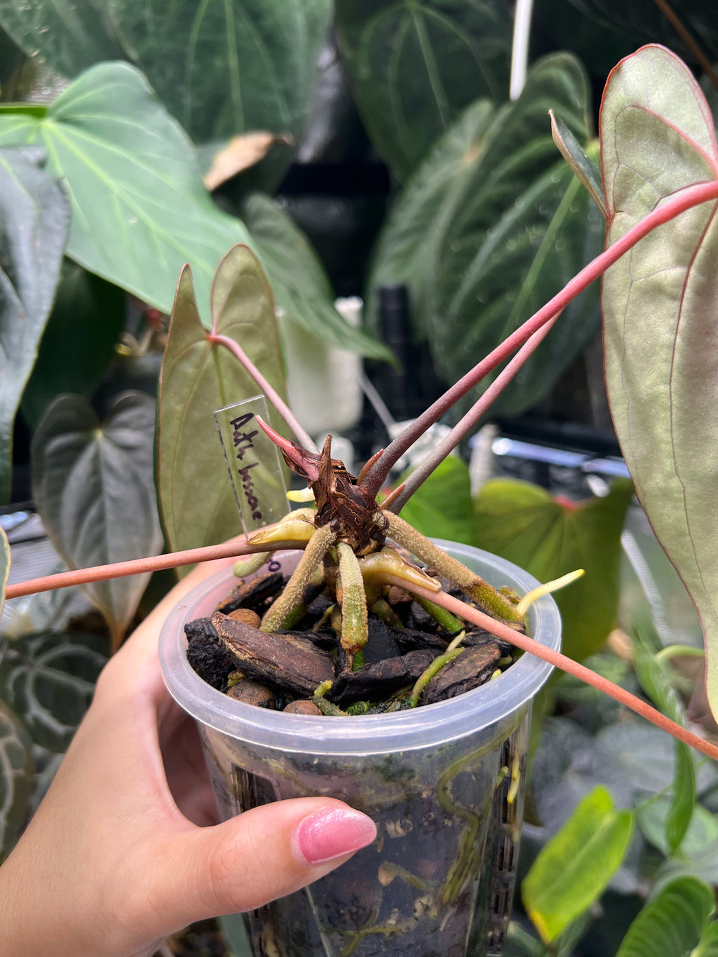 Anthurium besseae aff x orca
