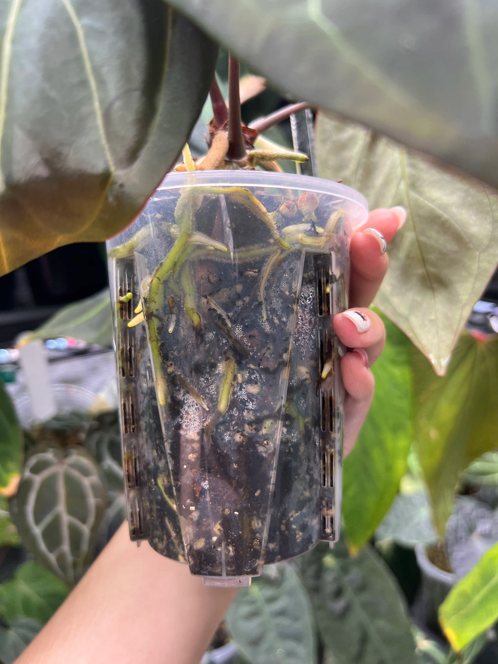 Anthurium besseae aff x orca