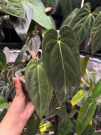 Anthurium Dark phoenix S1 x (antolakii round x RA1)