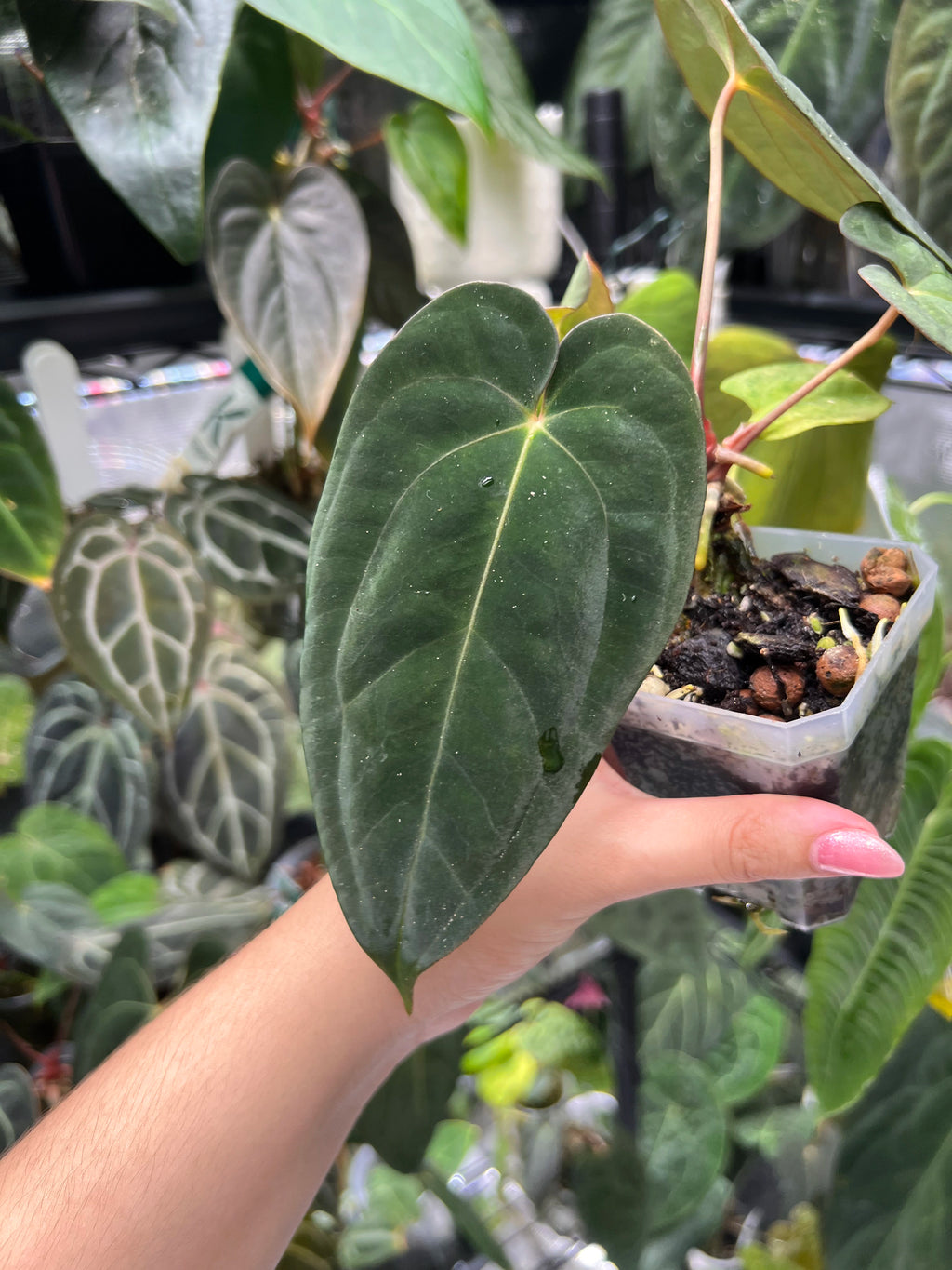 Anthurium Dark phoenix S1 x (antolakii round x RA1)