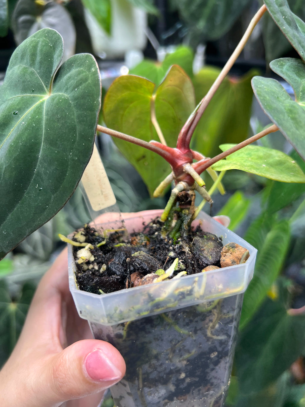 Anthurium Dark phoenix S1 x (antolakii round x RA1)